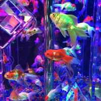 深圳新展預告·夢幻金魚藝術展🐠深圳特展