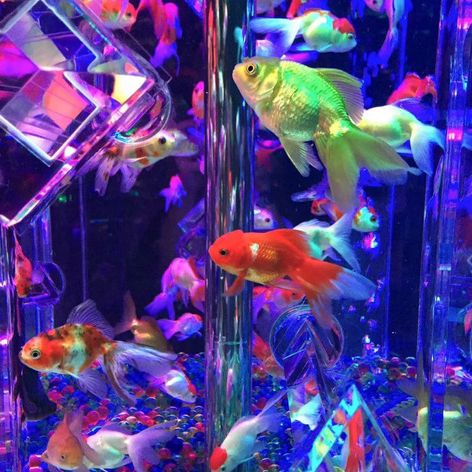 深圳新展預告·夢幻金魚藝術展🐠深圳特展
