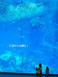 【 茨城 大洗 】サメの飼育種類数日本一の水族館で海中探検🦈