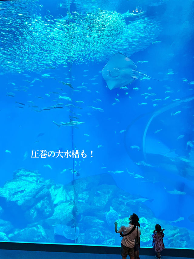 【 茨城 大洗 】サメの飼育種類数日本一の水族館で海中探検🦈