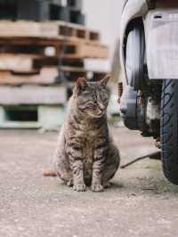🇯🇵 福岡 超多貓貓的相島🐈 到底怎樣去日本最受歡迎的貓島之一？