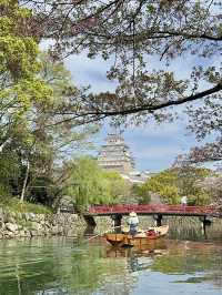 世界遺産姫路城！桜とのコラボレーションは絶景✨
