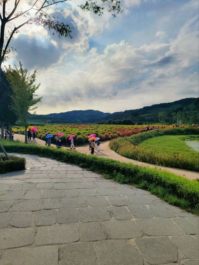 지금 가야할 연천 임진강댑싸리공원💚