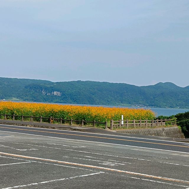 滿佈花海的池田湖 滿佈花海的池田湖