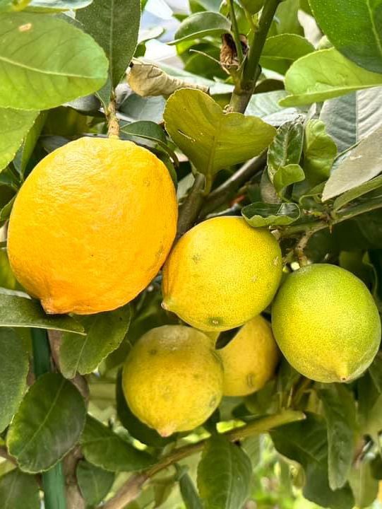 香港公園🫶🏻期間限定香花展覽‼️週末好去處
