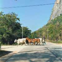 บ้านผาสุข – ขอนแก่น 