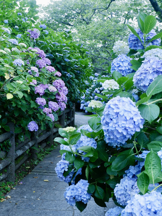 六月限定：日本最大繡球花海