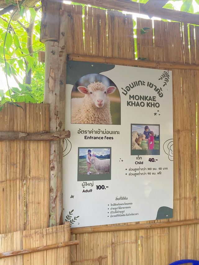 หนาวนี้ที่ ม่อนแกะ เขาค้อ🐑🌳