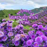 ชมทุ่งดอกไม้ ไฮเดรนเยีย คาเฟ่ เขาค้อ