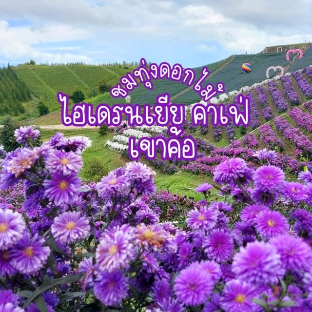 ชมทุ่งดอกไม้ ไฮเดรนเยีย คาเฟ่ เขาค้อ