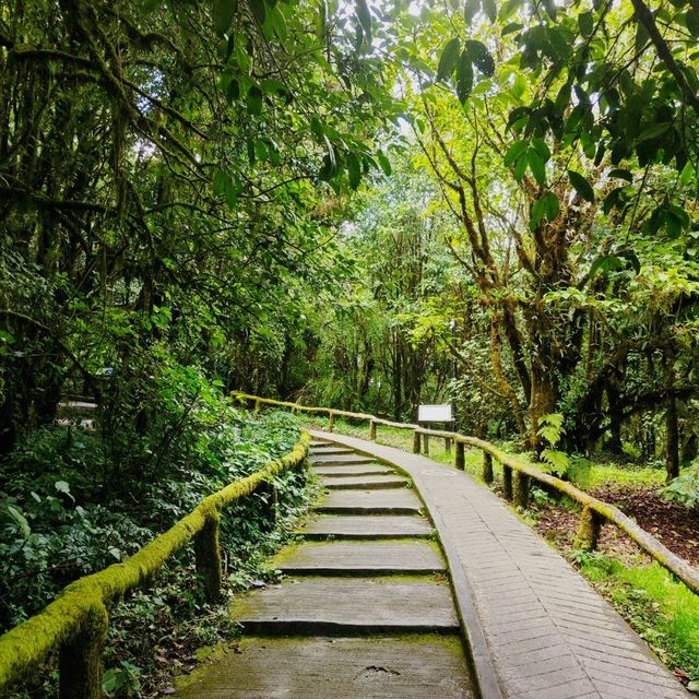 Day trip to the enchanted forest at Doi Inthanon summit