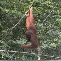 Spectacular Orang Utan 😍