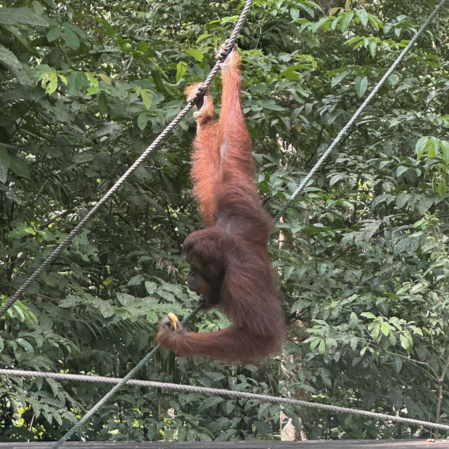 Spectacular Orang Utan 😍