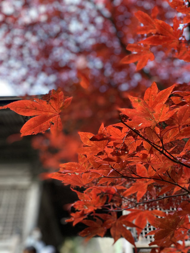 【東北×山形】東北の紅葉🍁名所  岩肌と奇石 紅葉🍁のコントラストが素晴らしい