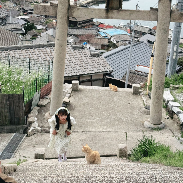 尋找貓的蹤影 - 四國男木島