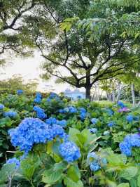 【神奈川】穴場スポット!!無人島であじさい鑑賞❁⃘*.ﾟ