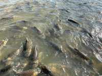 วัดสุปัฏนารามวรวิหาร ให้อาหารปลา🐠🐟