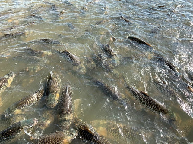 วัดสุปัฏนารามวรวิหาร ให้อาหารปลา🐠🐟