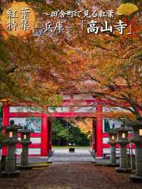 【ここ行って】本当は教えたくない🙅もみじに覆われた長い参道✨※無料攻略付き