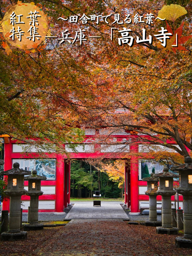 【ここ行って】本当は教えたくない🙅もみじに覆われた長い参道✨※無料攻略付き