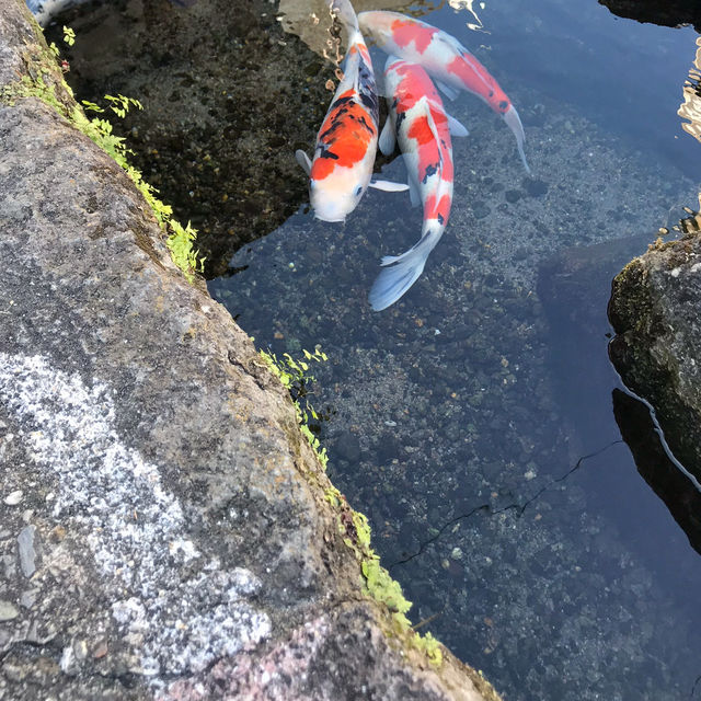 【長崎　島原おでかけ記録】