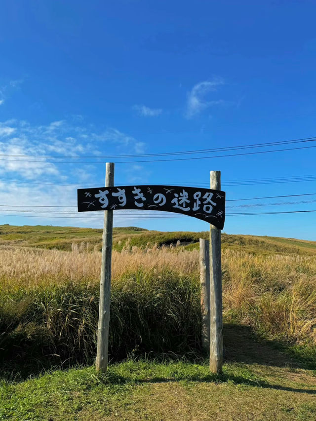 秋の熊本　阿蘇のススキの迷路