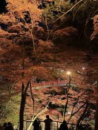 【紅葉特集】これ無料でいいの⁉️一生に一度は見たい紅葉ライトアップ🍁✨