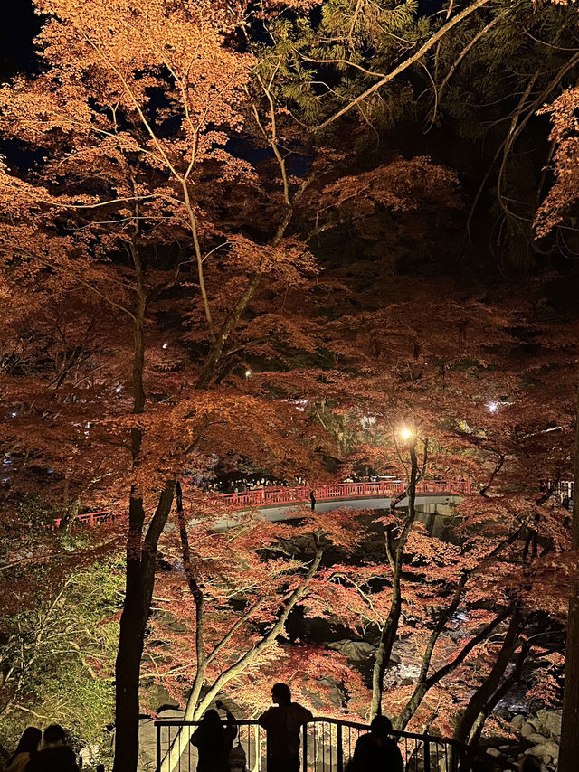 【紅葉特集】これ無料でいいの⁉️一生に一度は見たい紅葉ライトアップ🍁✨