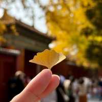 A Walk Through Imperial Majesty: The Palace Museum Experience