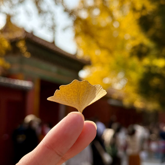 A Walk Through Imperial Majesty: The Palace Museum Experience