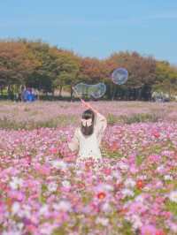 너무 행복했던 나의 분홍 빛 가을💖🌸🦄🎀
