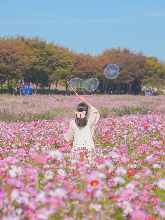 너무 행복했던 나의 분홍 빛 가을💖🌸🦄🎀