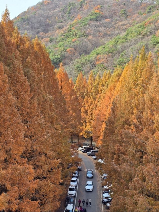 늦가을에 꼭 가야할 역대급 메타세콰이어 명소🍁