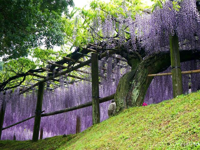【福岡県】110mの大藤棚のトンネルは圧巻！「河内藤園」
