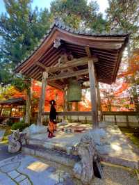 京都紅葉🌿🍁苔と紅葉のハーモニー🍁🌿苗秀寺☺️