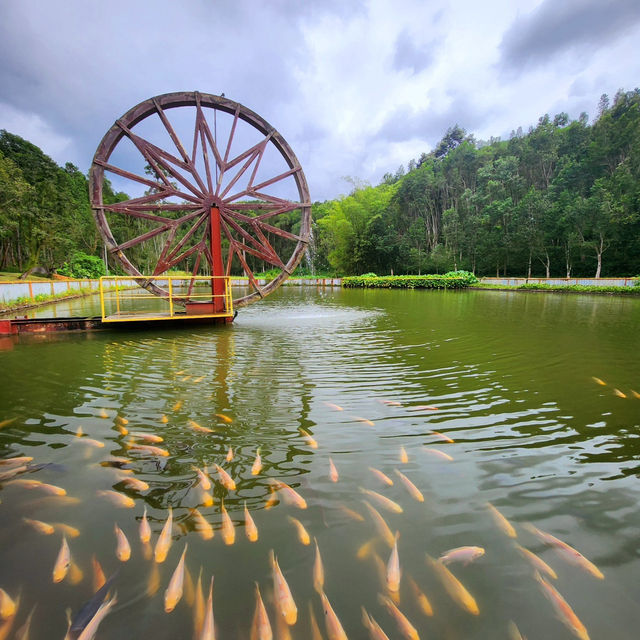 Tranquil Escape to Gaharu Tea Valley in Gopeng