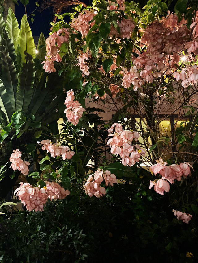Rooftop secret garden cafe 🌹🌸