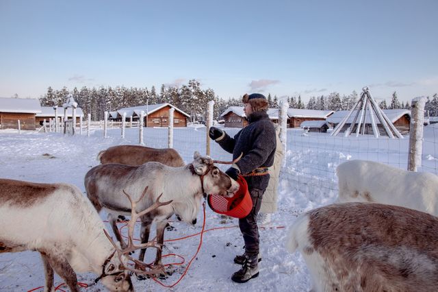 芬蘭拉普蘭的暖心體驗：Inari Reindeer Farm