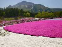 【埼玉県】芝桜のパッチワークが絶景！「羊山公園・芝桜の丘」