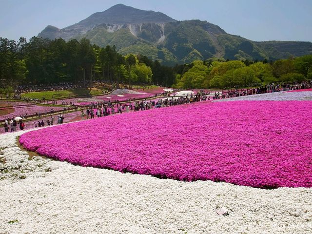 【埼玉県】芝桜のパッチワークが絶景！「羊山公園・芝桜の丘」