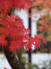 【京都🇯🇵】秋のカラフルな世界へ