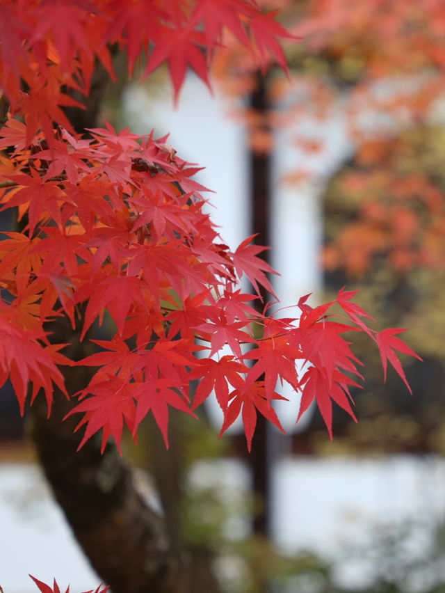 【京都🇯🇵】秋のカラフルな世界へ