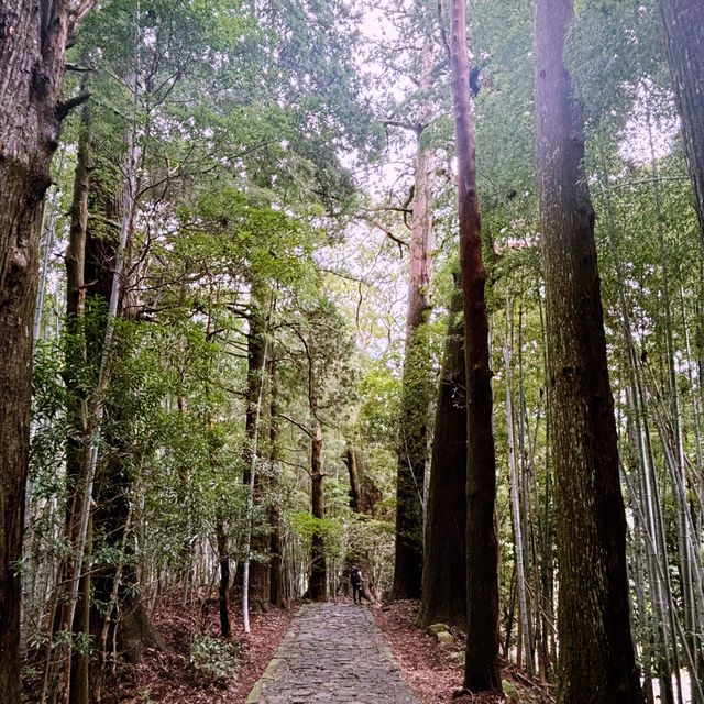 震撼心靈的熊野古道與那智瀑布