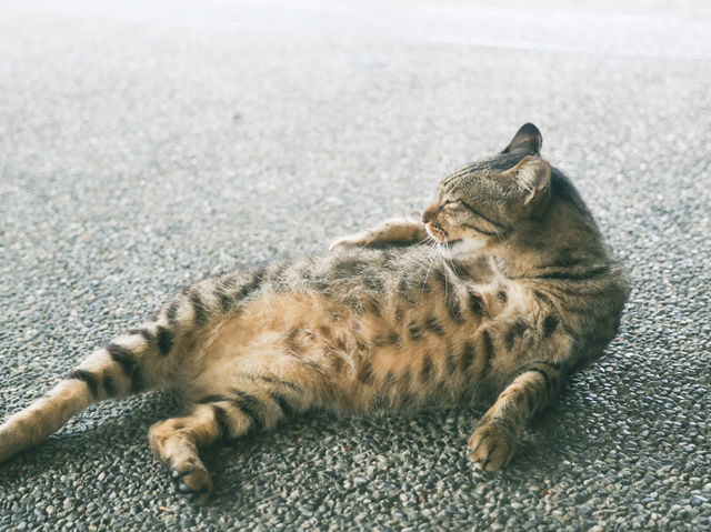 瑞芳猴硐貓村🐱台灣最可愛的貓貓都在這裡了吧！