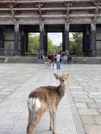 Todaiji Temple: Awe-Inspiring Temple