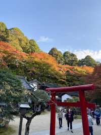 名古屋香積寺-鳥居、寺廟、紅葉與藍天，構成絕美畫面