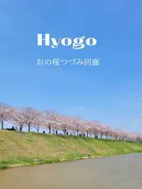 【兵庫で有名な桜スポット！】