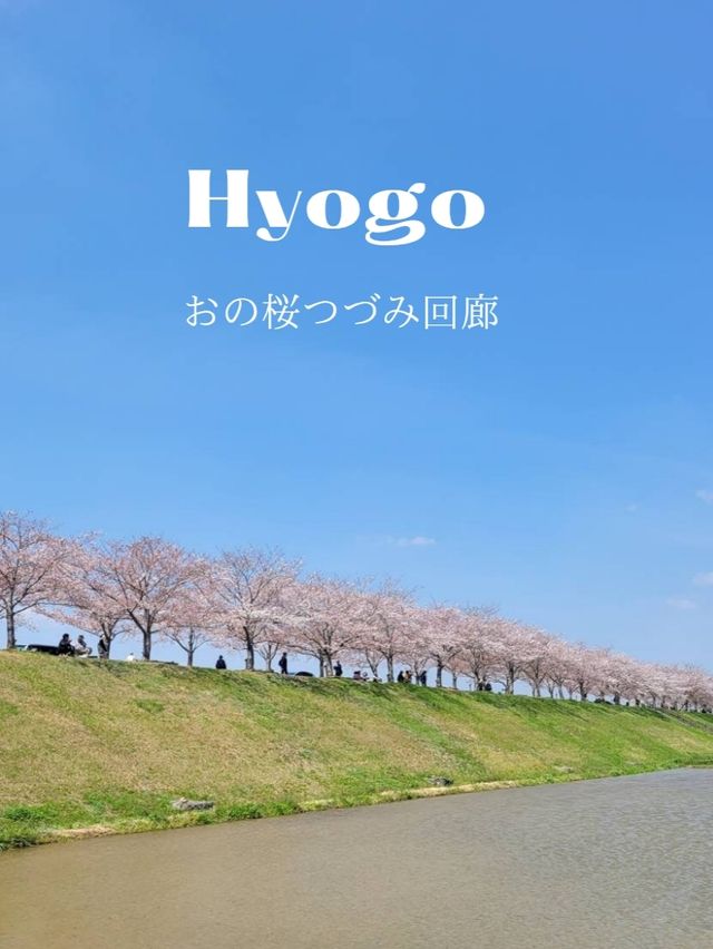 【兵庫で有名な桜スポット！】