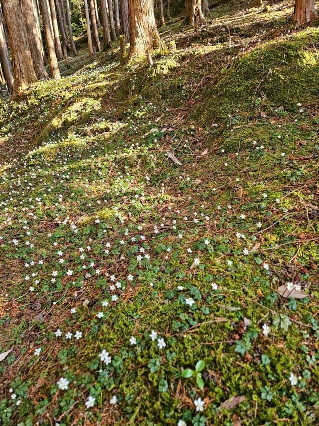 【朝ドラ春欄間好きは絶対行って！】