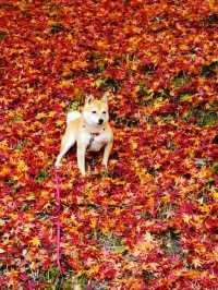 【木々が作る紅葉のトンネルや、落ち葉のじゅうたんが風情たっぷり。】